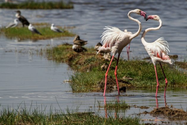Flamencos laguna de Oviedo