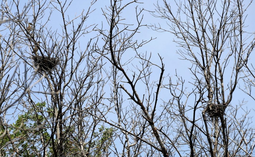 Anidamiento aves en los manglares