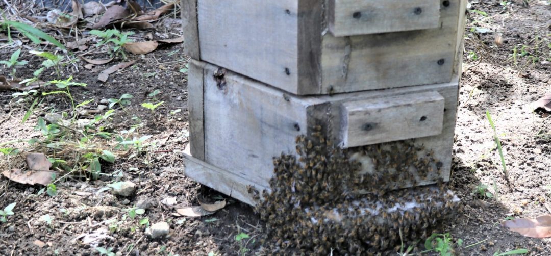 Caja de abeja con la colmena afuerra