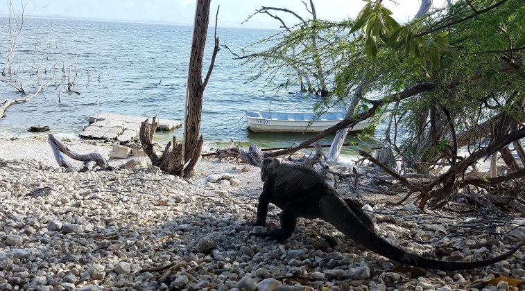 Las iguanas y otras especies de la Rep&uacute;blica Dominicana est&aacute;n en peligro de extinci&oacute;n. Imagen del Lago Enriquillo en Bahoruco. Foto JR Torres