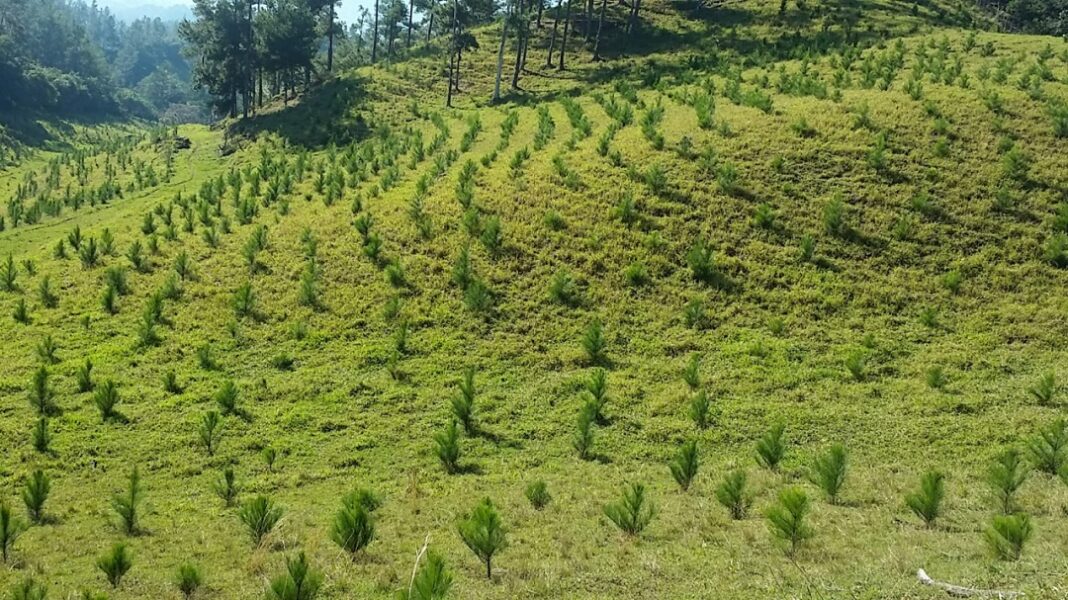 Panorámica del bosque de pinos recién plantados en San José de las Matas.