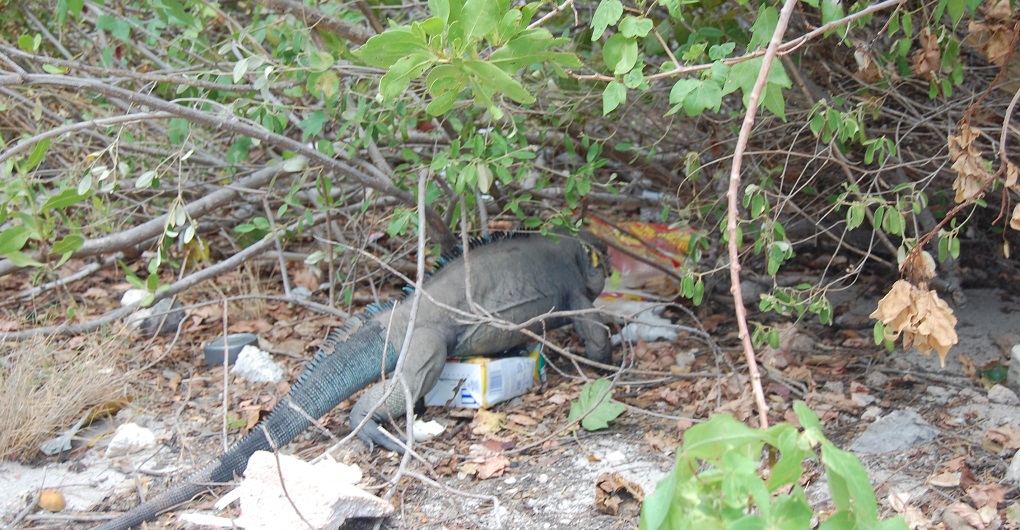 Una iguana busca comida entre la basura dejada en su área de anidamiento en Bahía de las Águilas.