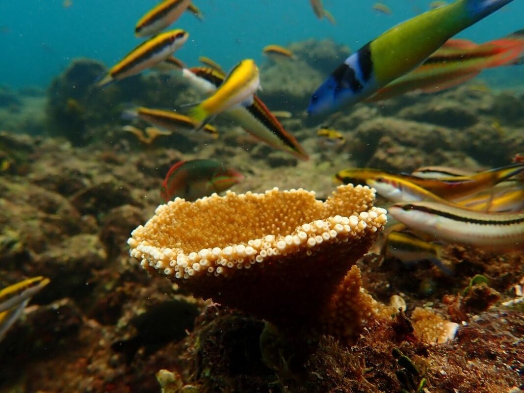 Coral Acropora palmata conocido como coral cuerno de alce o pata de ñame en RD en peligro de extinción. Foto @Fundermardr