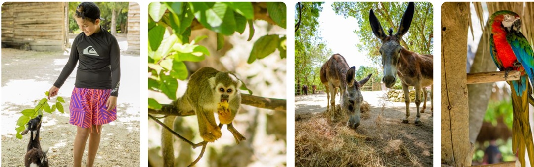 En este viaje salvaje en Cap Cana, te encontrarás con coloridos guacamayos, los traviesos monos capuchinos y ardillas, y disfrutarás de un encuentro cara a cara con las iguanas rinoceronte, una especie de reptil que solo se encuentra en esta isla tropical.