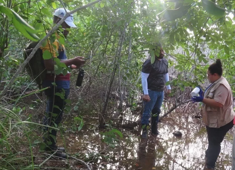Biologos y técnicos de Medio Ambiente recolectan muestras para saber qué mató a los mangles en dos semanas en Samaná.
