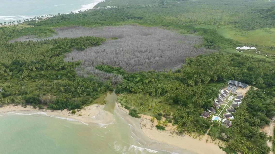 Vista aérea de los manglares destruidos en dos semanas en Samaná, pero Medio Ambiente no sabe aún que causó el problema.