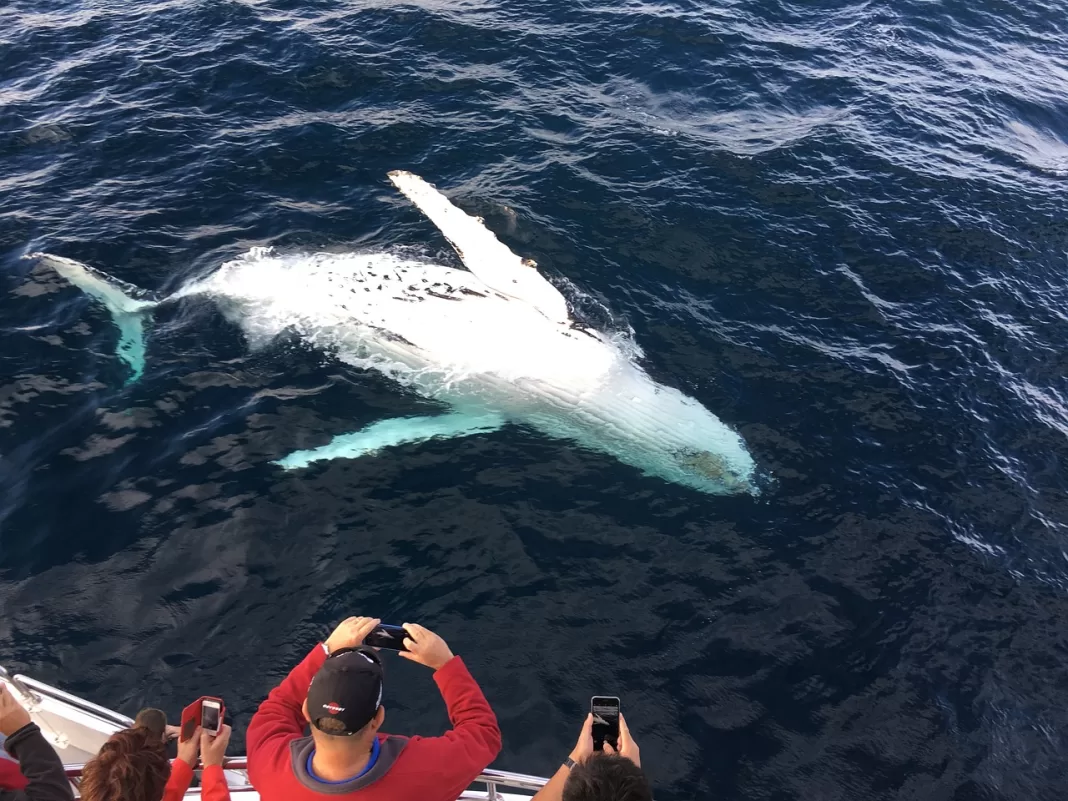 Turistas observando ballenas jorobadas