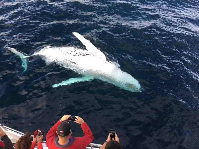 Turistas observando ballenas jorobadas