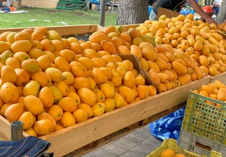 Expo mango Baní 2024 