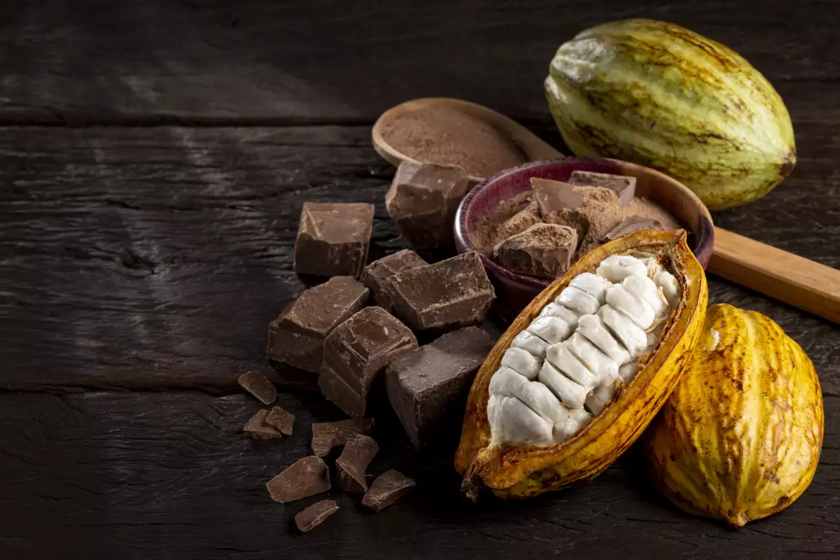 Día Mundial del Cacao piden a gobiernos y empresas apoyar la promoción del turismo del fruto tropical