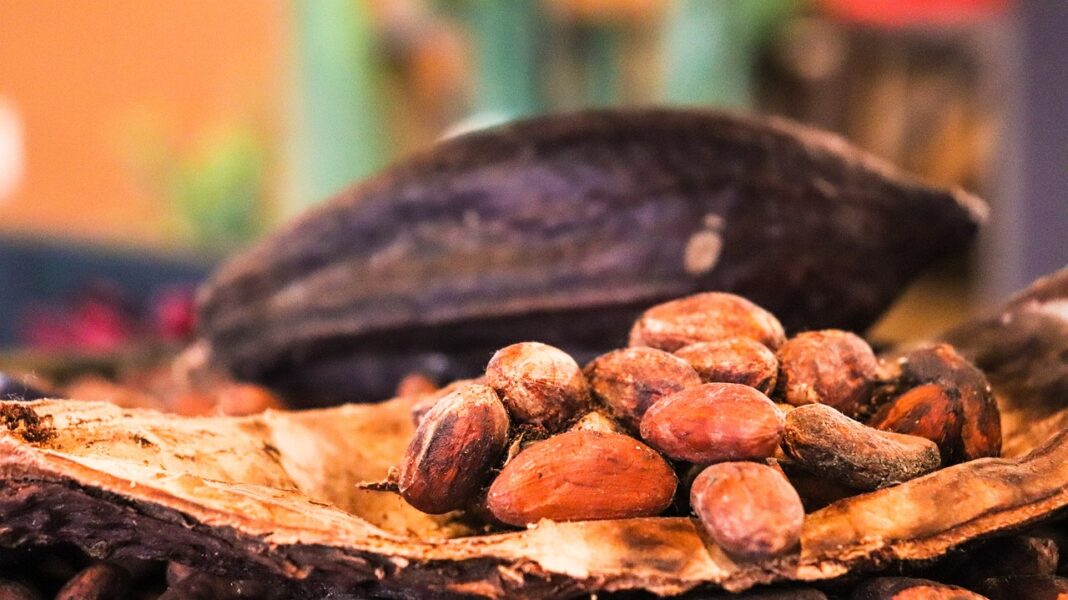 Día Mundial del Cacao piden a gobiernos y empresas apoyar la promoción del turismo del fruto tropical