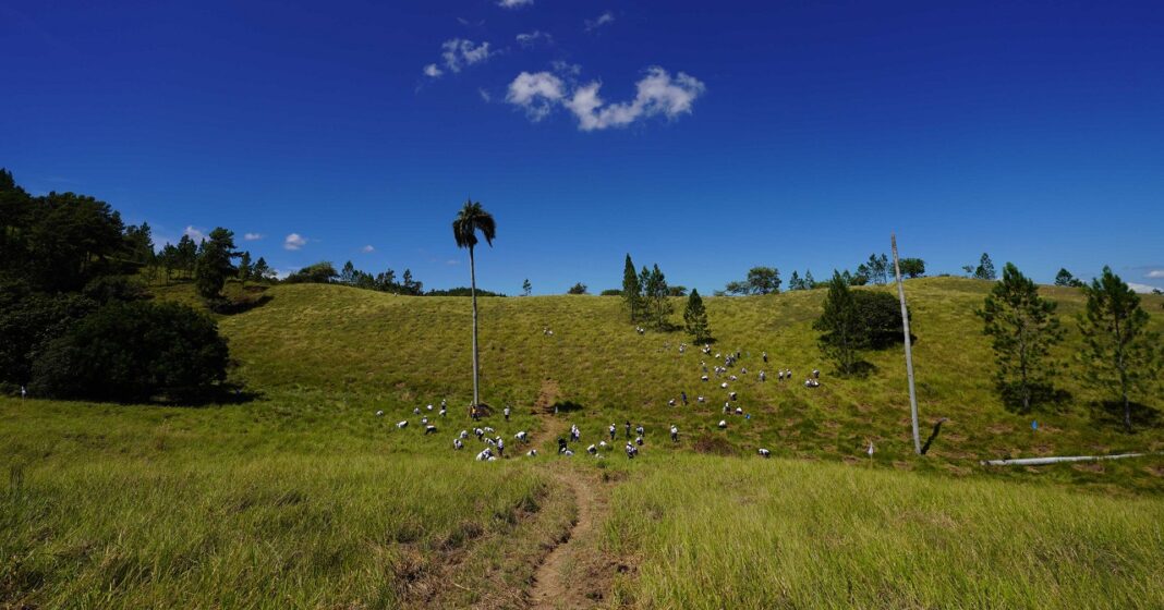 Los 200 empleados voluntarios del Banco Popular colaboran en la reforestación de 61.5 tareas.