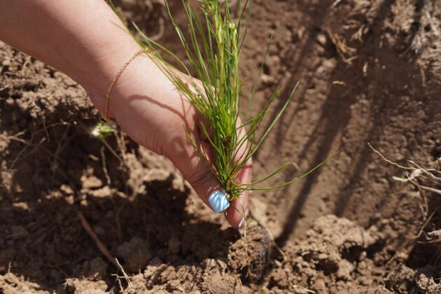 La reforestación fortalecerá el desarrollo del ecoturismo.