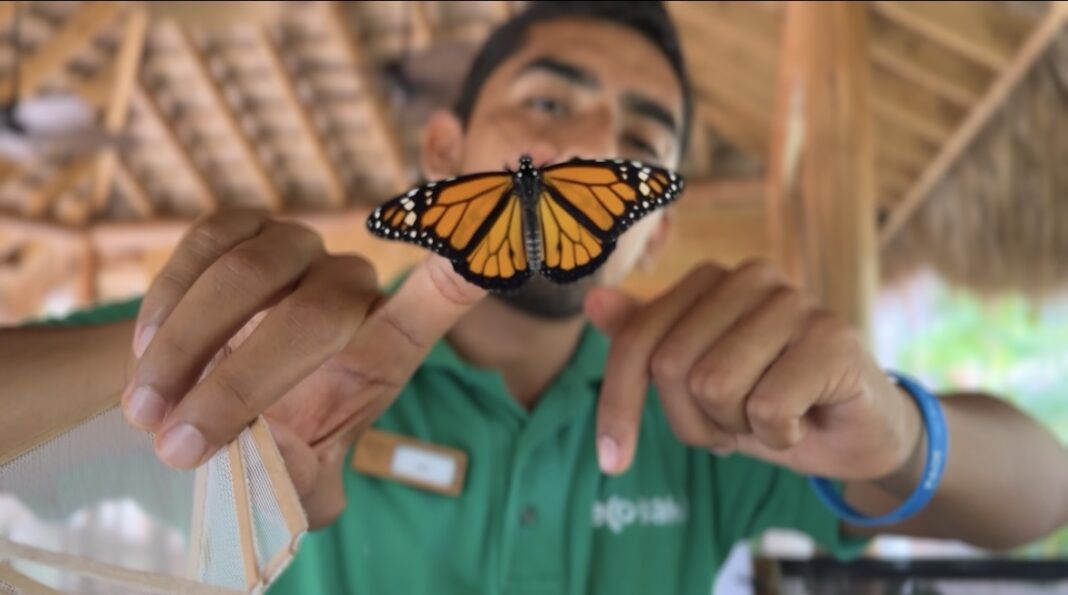 El programa de reproducción asistida ha permitido la crianza y liberación de más de 500 mariposas, abarcando cuatro especies distintas en la isla Cayo Levantado.