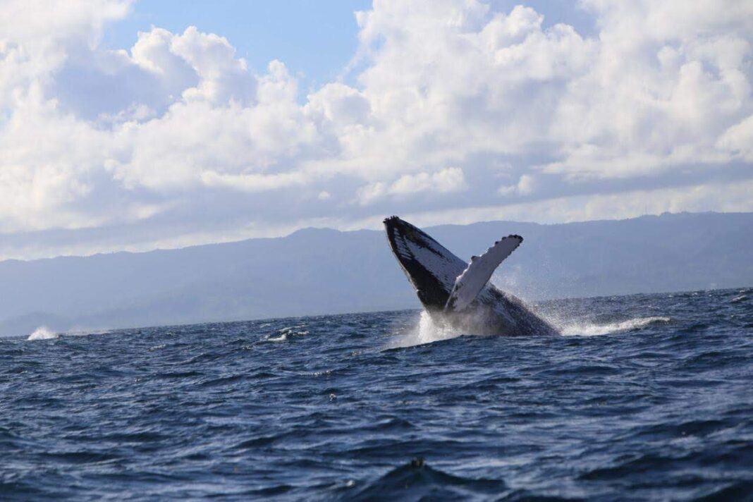 Las visitas de las jorobadas cada año a Samaná se han convertido en un emblema para el turismo de naturaleza en Samaná.