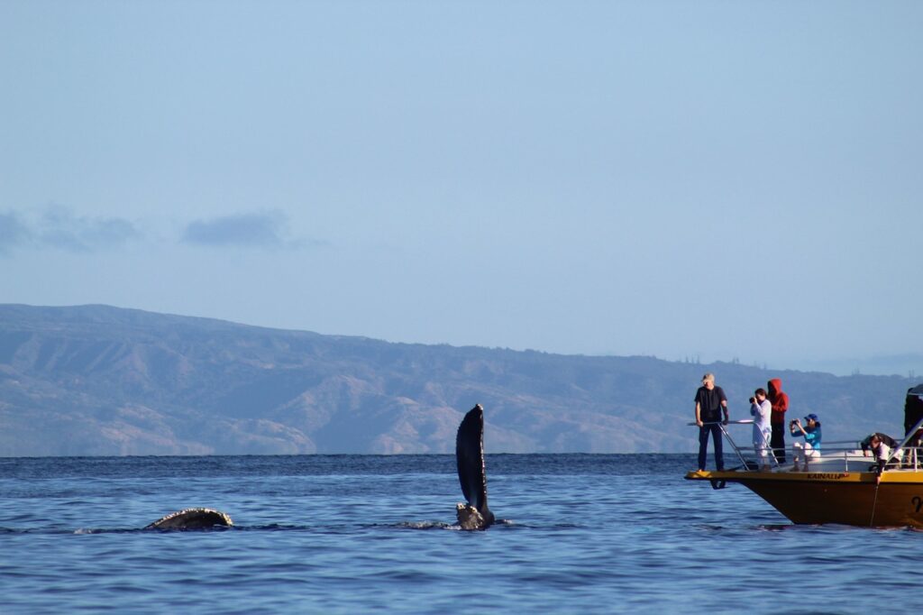 La temporada de observación de ballenas jorobadas ocurre cada año entre el 15 de enero y el 31 de marzo, tiempo en que cientos de ballenas migran desde las frías aguas del Atlántico Norte hacia las cálidas y tranquilas aguas de nuestro Santuario de Mamíferos Marinos Bancos de La Plata y La Navidad.