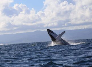 Samaná se reinventa como destino de naturaleza, experiencias y turismo sostenible en su nueva guía Las visitas de las jorobadas cada año a Samaná se han convertido en un emblema para el turismo de naturaleza en Samaná.
