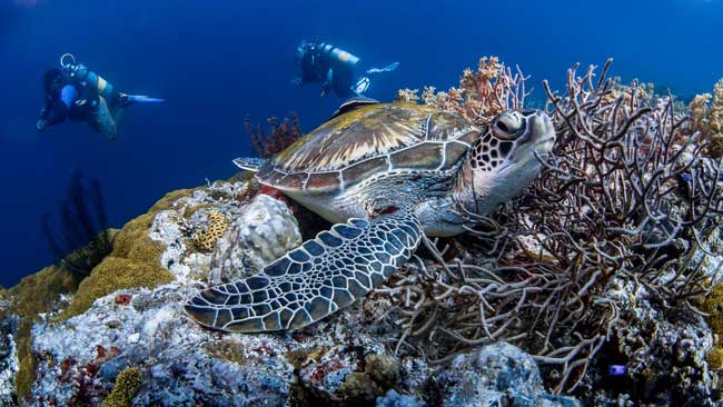 Bucear con tortugas en las costas con arrecifes en República Dominicana es una actividad de gran atractivo ecoturístico.