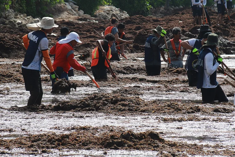 Autoridades y voluntarios participan en la recolección de sargazo este martes, en Playa del Carmen, en el estado de Quintana Roo (México). EFE Lourdes Cruz 2