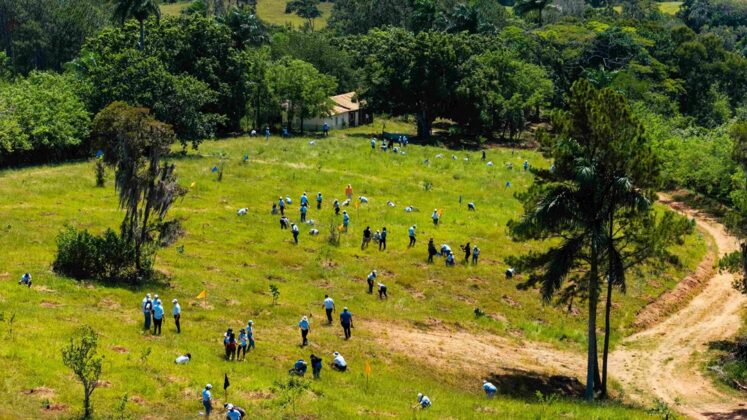 El Grupo Popular realiza jornadas de reforestación hace más de dos décadas con sus colaboradores y distintos aliados.
