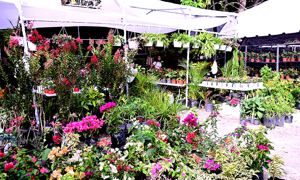 Festival de las Flores exhibición de flores