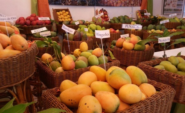 El Festival de la Cosecha del Mango o Expo Mango Baní 2025 comienza este miércoles 18 y estará disponible hasta el sábado 21.
