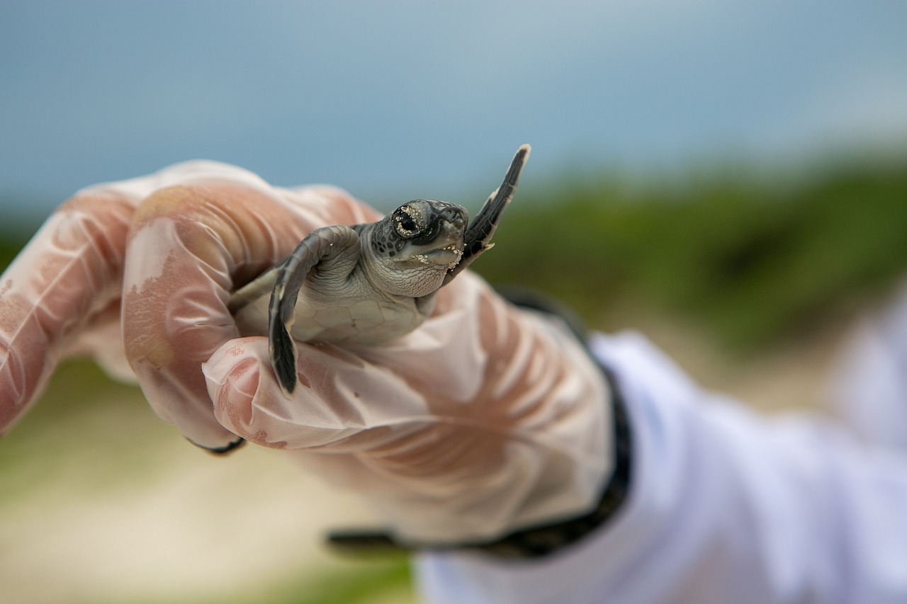 La observación de tortugas marinas en las playas es un atractivo turístico que debe ser regulado para proteger las especies.