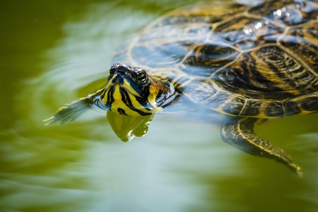 En República Dominicana las tortugas marinas están protegidas mediante el decreto 285-23 por estar todas las especies en peligro de extinción.