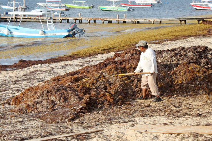 La Universidad del Sur de Florida, en mayo 2025 se detectaron casi 37.5 millones de toneladas de sargazo en el mar Caribe, el Atlántico occidental y oriental y en el Golfo de México
