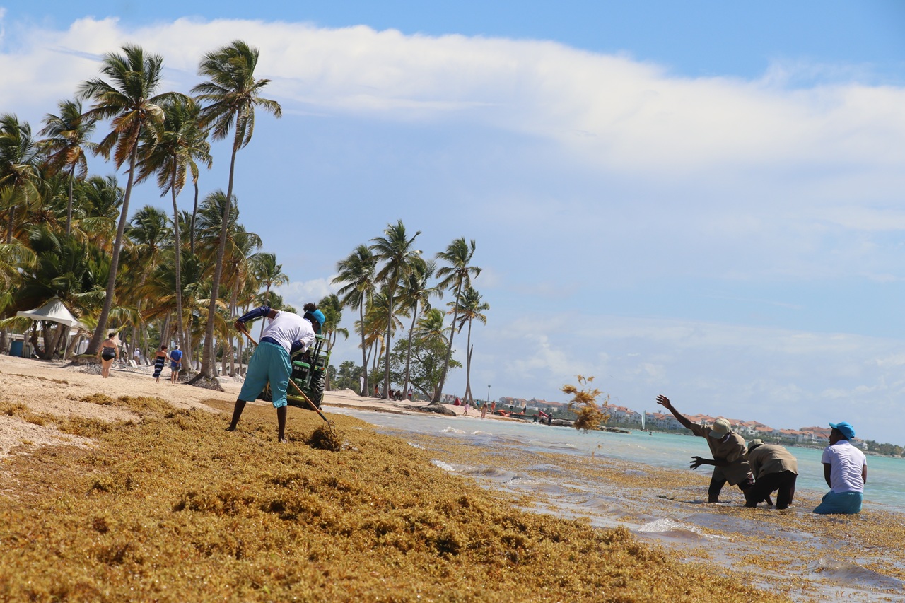La llegada masiva de sargazos a las costas de las islas del Caribe ha trastornado la dinámica diaria del turismo de sol y playa.
