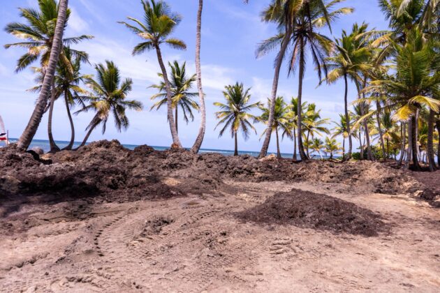 Por mal manejo del sargazo y equipos pesados en área costeras protegidas, Medio Ambiente detiene operaciones de hotel Gran Sirenis Punta Cana en Uvero Alto