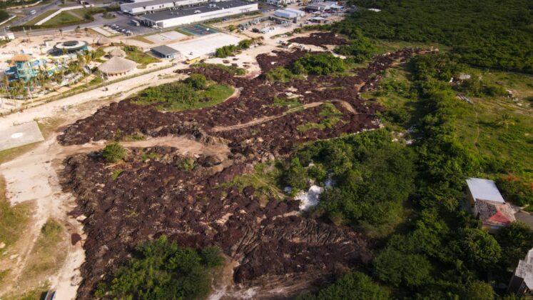 Por mal manejo del sargazo y equipos pesados en área costeras protegidas, Medio Ambiente detiene operaciones de hotel Gran Sirenis Punta Cana en Uvero Alto