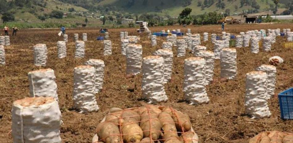 Producción de papas en Constanza
