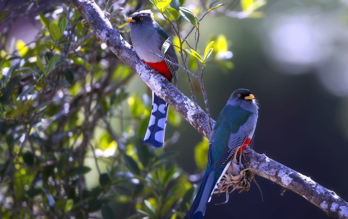 Una pareja de papagayos o troglones de la Española, vistos en primavera en la Reserva Científica Ébano Verde. Foto Guillermo Armenteros