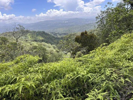 Vista panorámica de la cordillera central en Constanza
