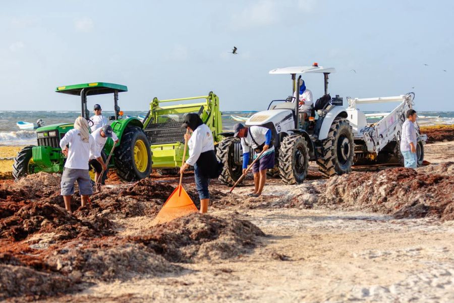 Las playas públicas de Tulum, que normalmente atraen a miles de bañistas al día, han sufrido una baja significativa en la afluencia debido al estado en que el sargazo deja la franja costera