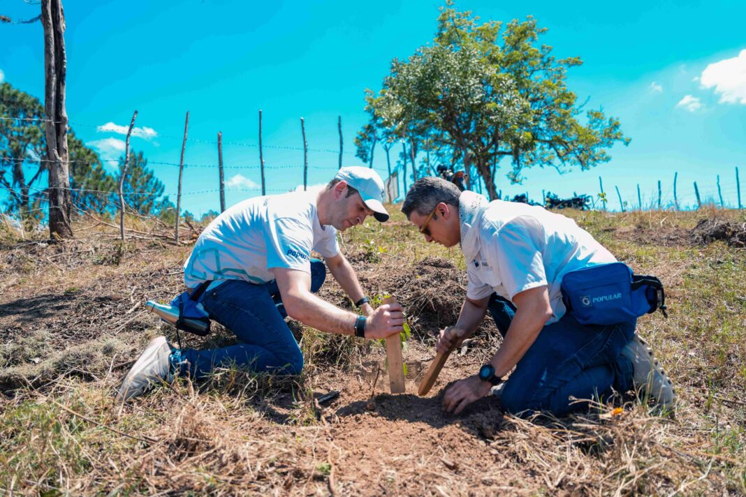 Colaboradores del Banco Popular durante la siembra de árboles de pinos, caobas, robles y cedros en Sierra Prieta, Los Montones en San José de las Matas