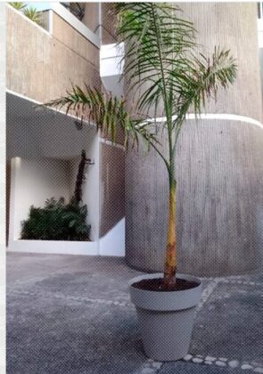 "Lo que se saca de ra&iacute;z vuelve a crecer" de David P&eacute;rez Karmadavis. La palmita de la discordia