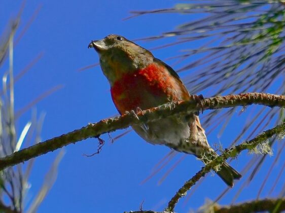 Pico cruzado macho. Aves de Sierra de Bahoruco. Foto L&oacute;pez Luciano