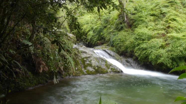 El Arroyazo en la Reserva Cient&iacute;fica &Eacute;bano Verde