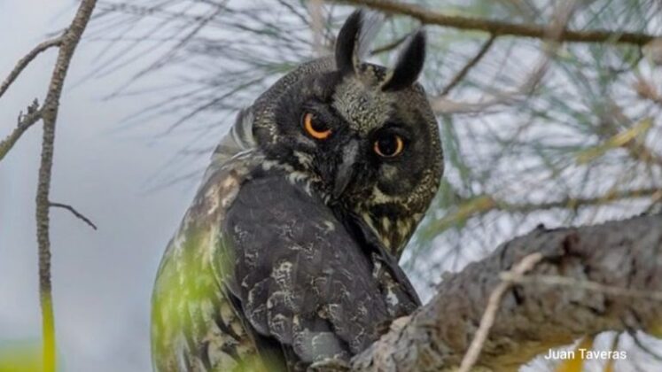La lechuza Orejita o la ciguapa en la Sierra de Bahoruco. Foto Grupo Acci&oacute;n Verde
