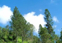 Seis santuarios naturales de República Dominicana especiales para escapadas cerca de Dios Paisajes de la Reserva Científica Ébano Verde 5
