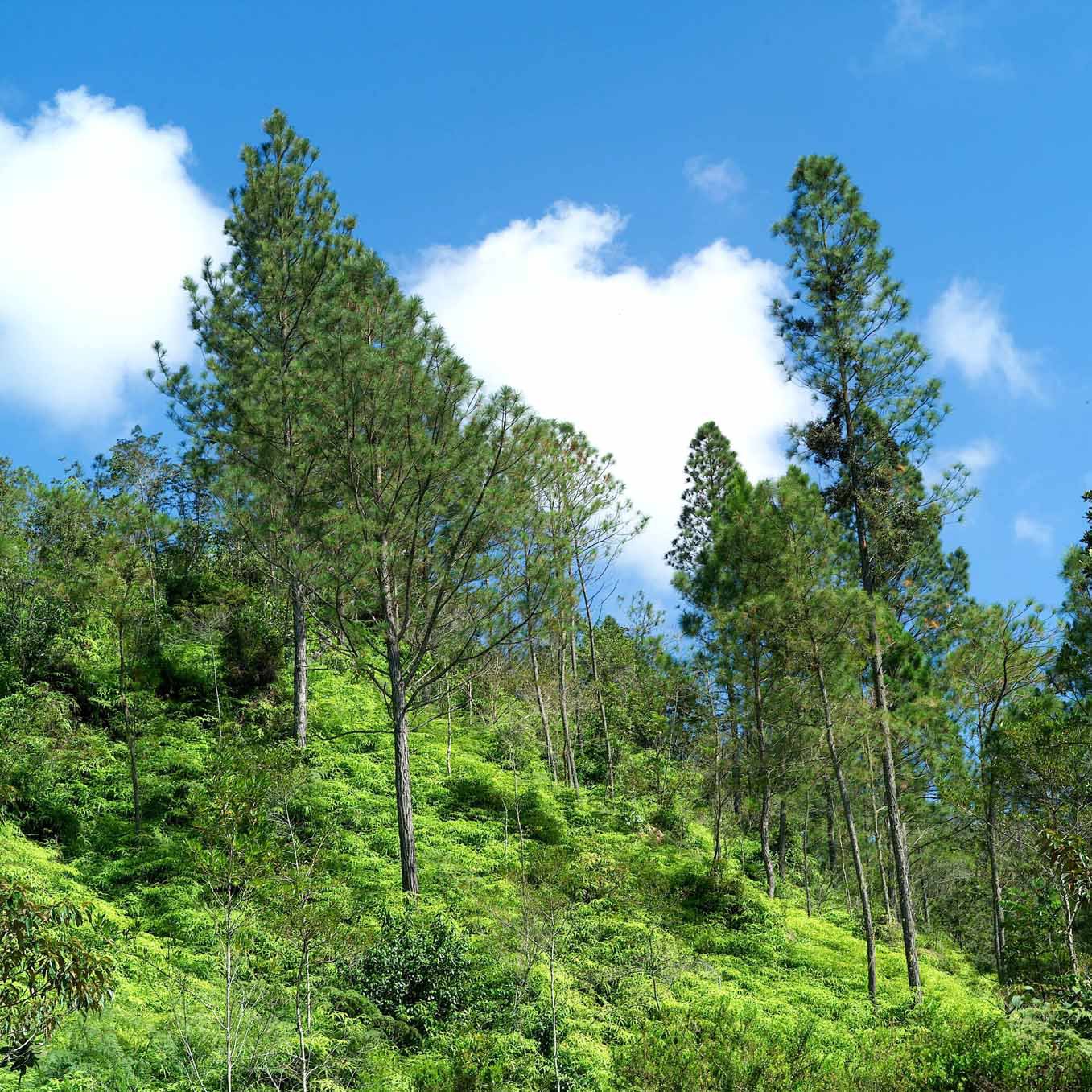 Paisajes de la Reserva Científica Ébano Verde 5