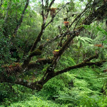 Paisajes de la Reserva Cient&iacute;fica &Eacute;bano Verde 6