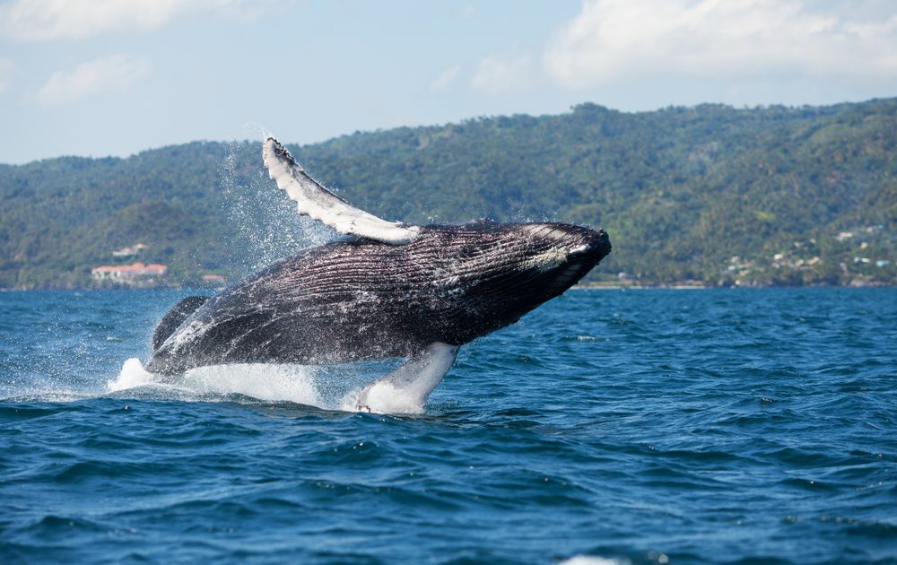 Las ballenas jorobadas (Megaptera novaeangliae) realizan una de las migraciones más largas de los mamíferos: viajan desde las frías aguas del Atlántico Norte hasta las cálidas y tranquilas aguas del Caribe para reproducirse y dar a luz a sus crías entre enero y marzo de cada año.