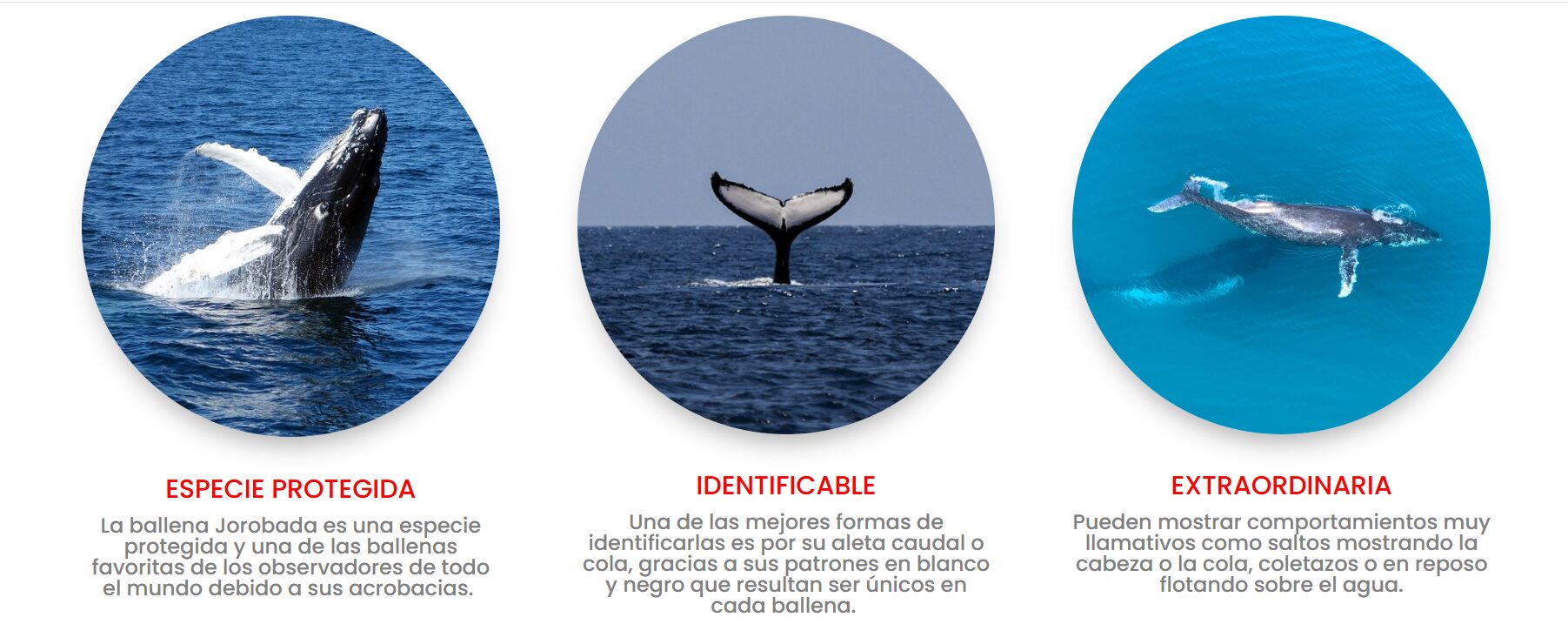 Sobre las ballenas jorobadas. Infografía de Ambienterd
