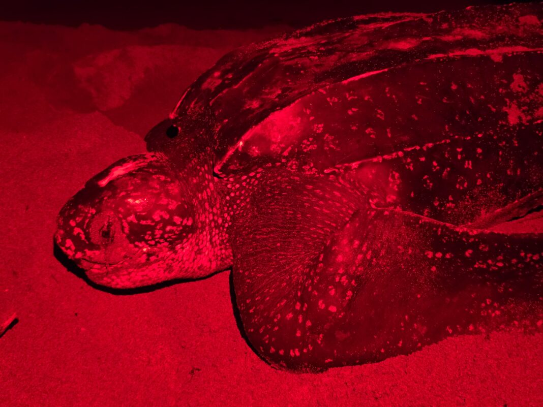 ● La Fundación Eco Bahia de Piñero cierra con cifras récord la temporada 2025 de anidación de tortugas marinas.