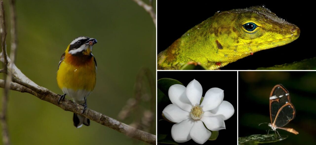La Reserva Científica Ébano Verde se dedica a la protección y conservación de flora, fauna y recursos hídricos, educación ambiental, y investigación científica.