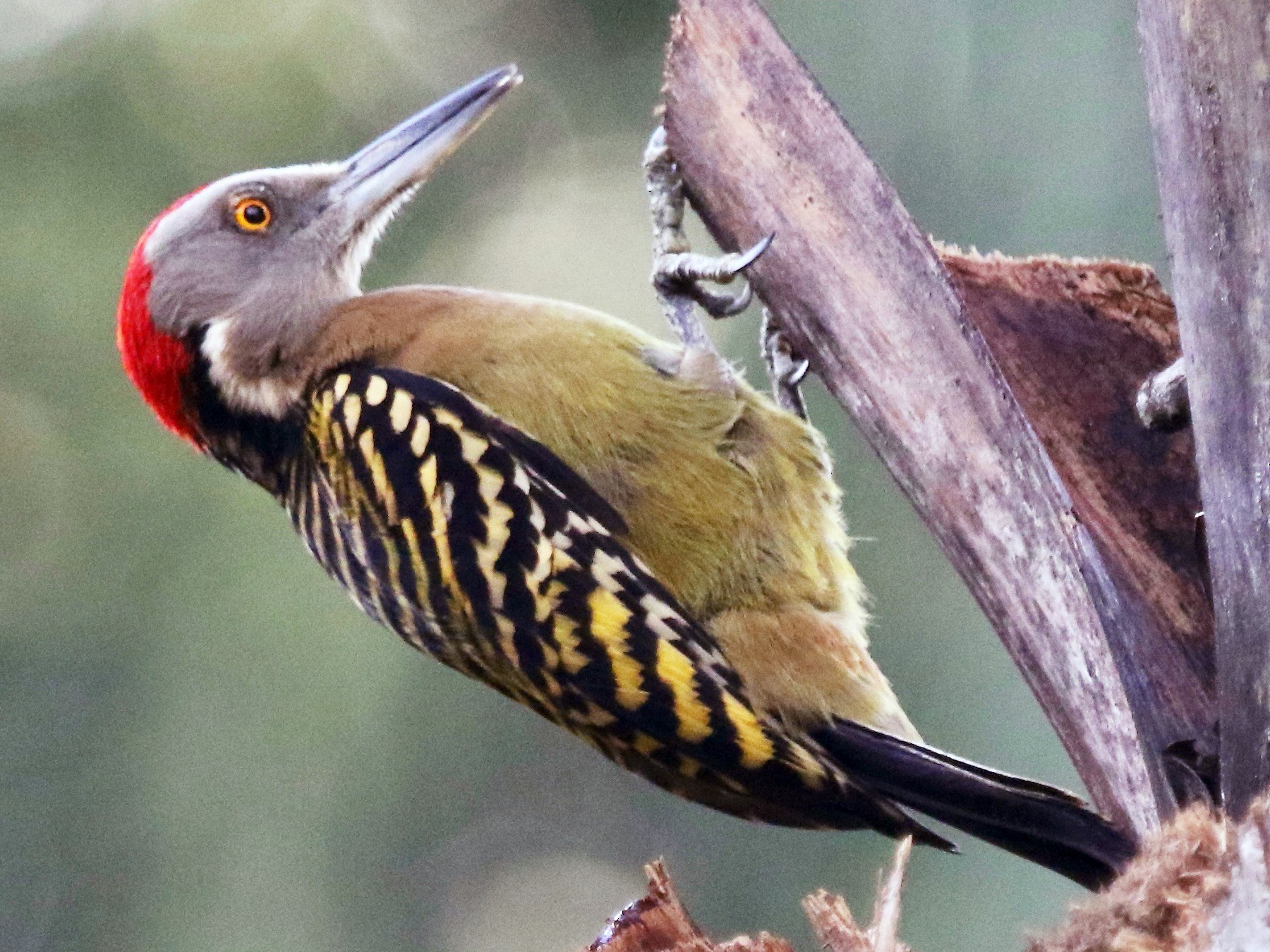 Carpintero de la Hispaniola (Melanerpes striatus) 2