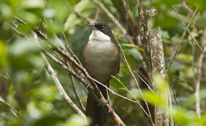 Cuco Picogordo o Pájaro Bobo (Coccyzus longirostris). Foto eBird.org